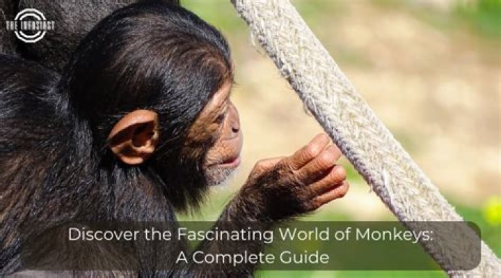 Exploring The Fascinating World Of Asia Macey